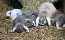 French Lop rabbits for sale: Stunning French lop bunnies  - Image 1