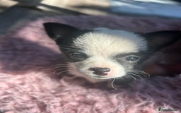 Chihuahua dogs for sale: READY NOW chihuahua x Pom puppies  - Image 39