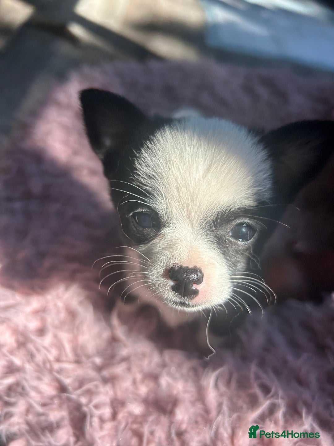 Chihuahua dogs for sale: READY NOW chihuahua x Pom puppies  - Image 39