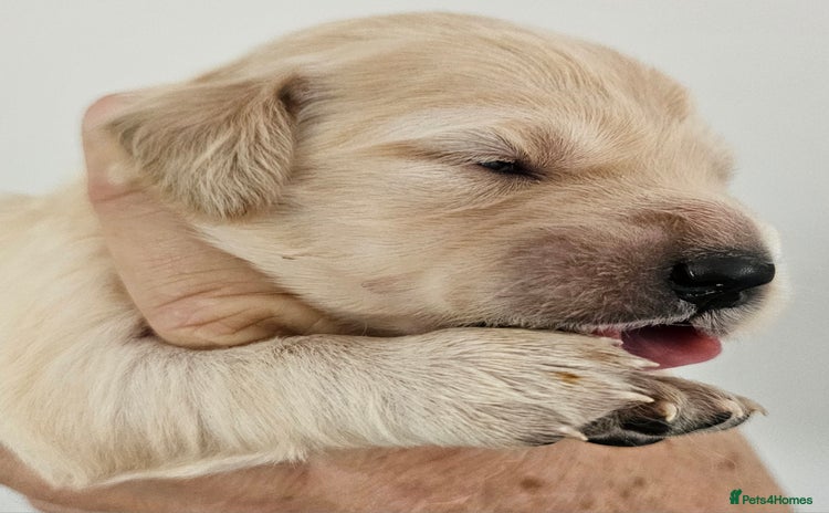 Golden Retriever dogs - Advert 1