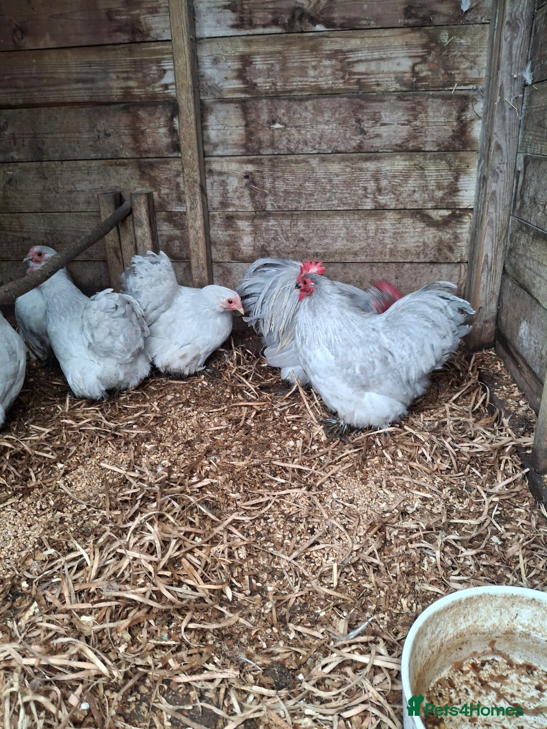 Chickens poultry for sale: Lavender Pekin Bantams  - Advert 2