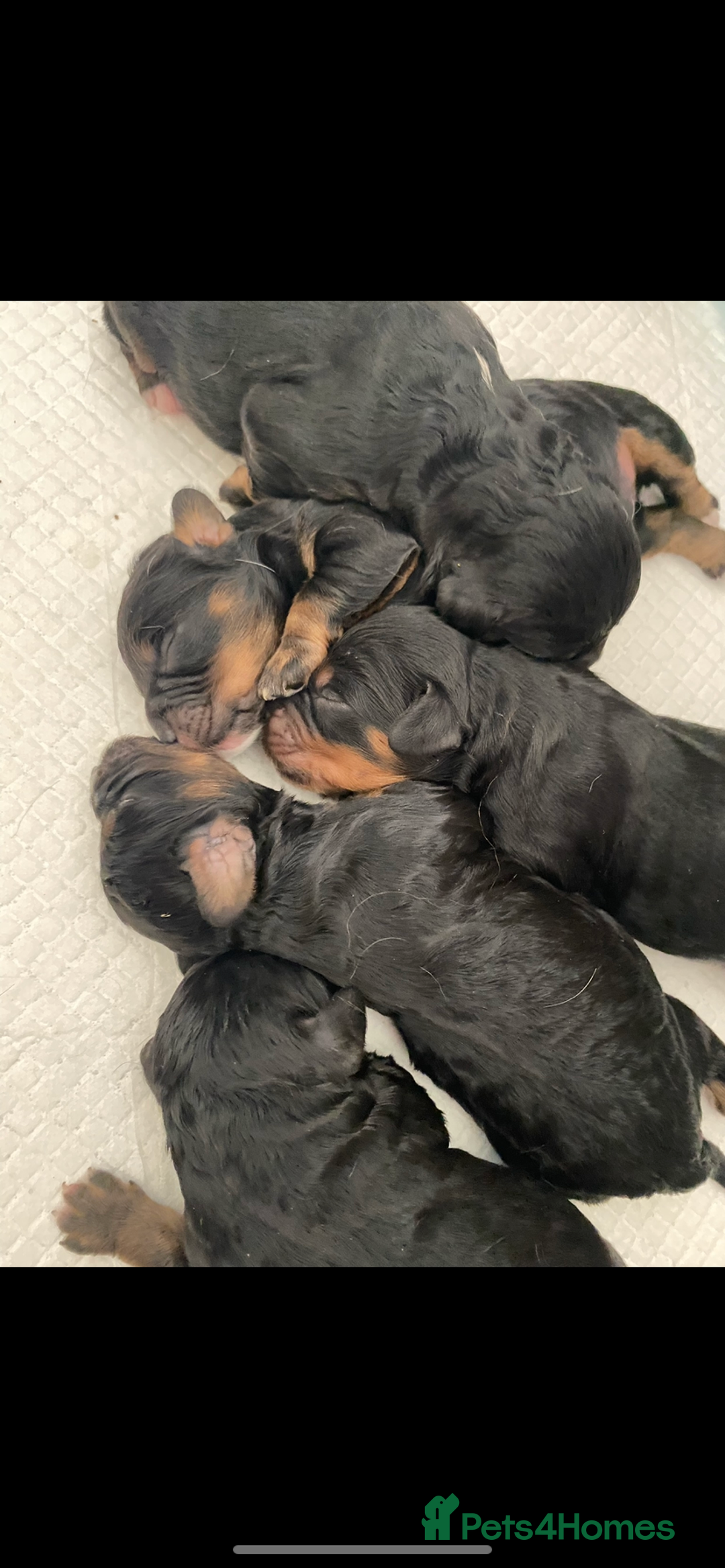 Cavapoo dogs for sale: Beautiful F1 cavapoos phantom 3 girls left 💜💖❤️ - Image 27