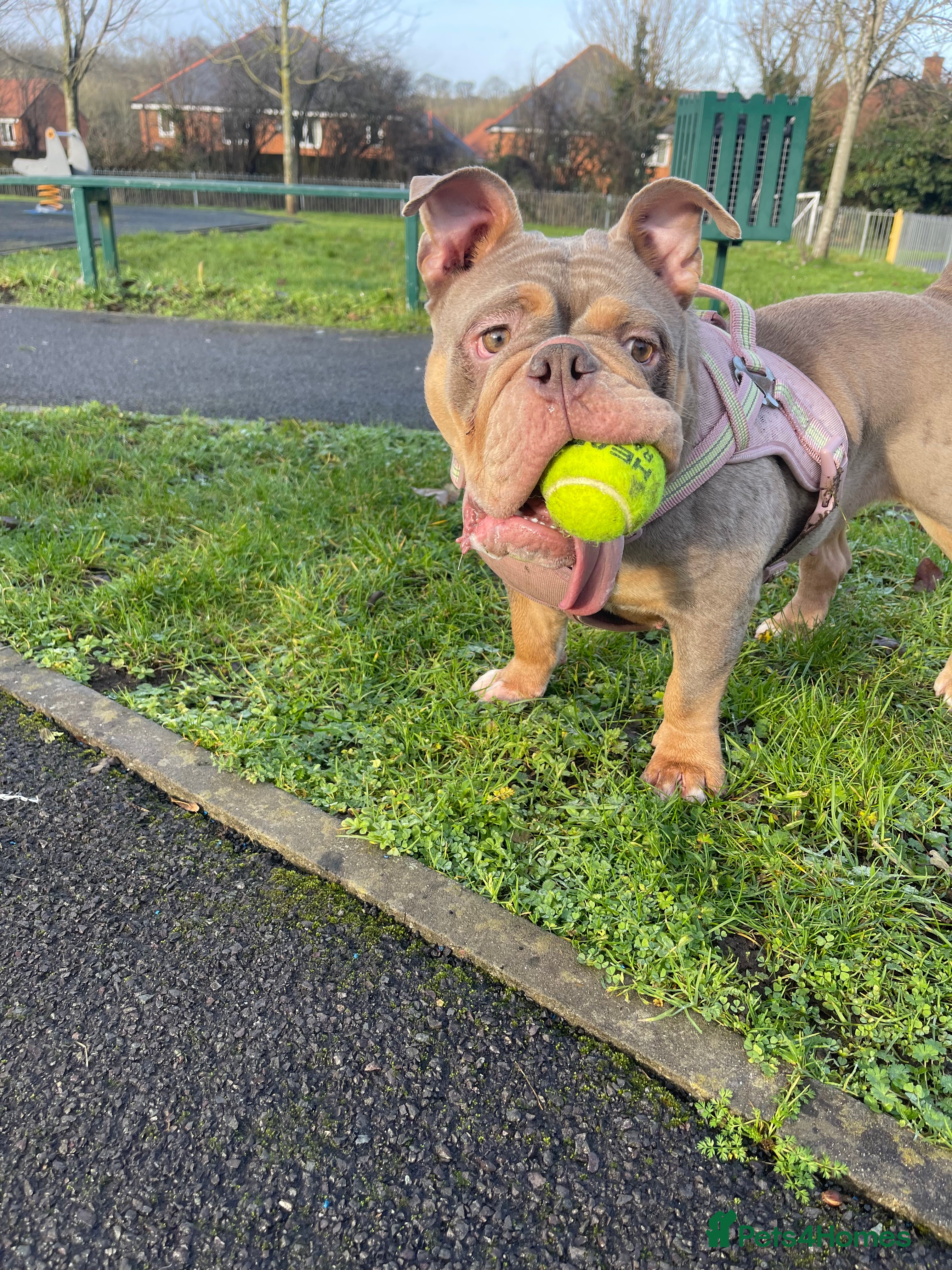 English Bulldog dogs Beautiful young bulldog  - Advert 1