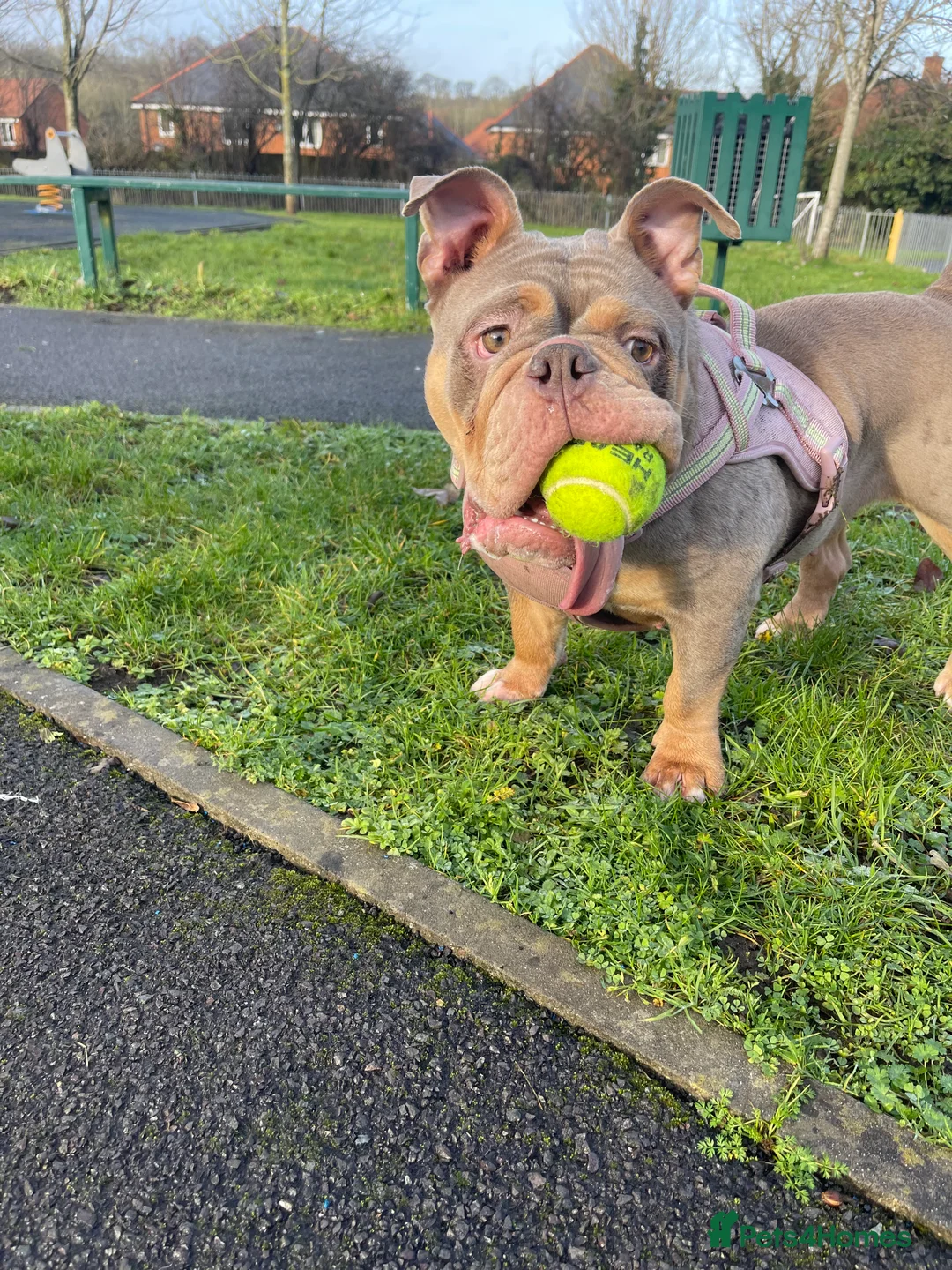 English Bulldog dogs for sale: Beautiful young bulldog  - Advert 1