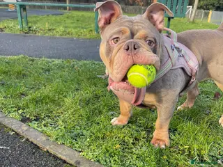 English Bulldog dogs Beautiful young bulldog - Advert 1