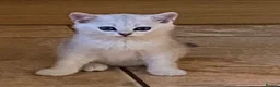 British Shorthair cats for sale: British Shorthair Golden & Silver Kittens  - Advert 16
