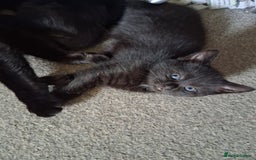 Mixed Breed cats for sale: 3 female kittens - Image 3