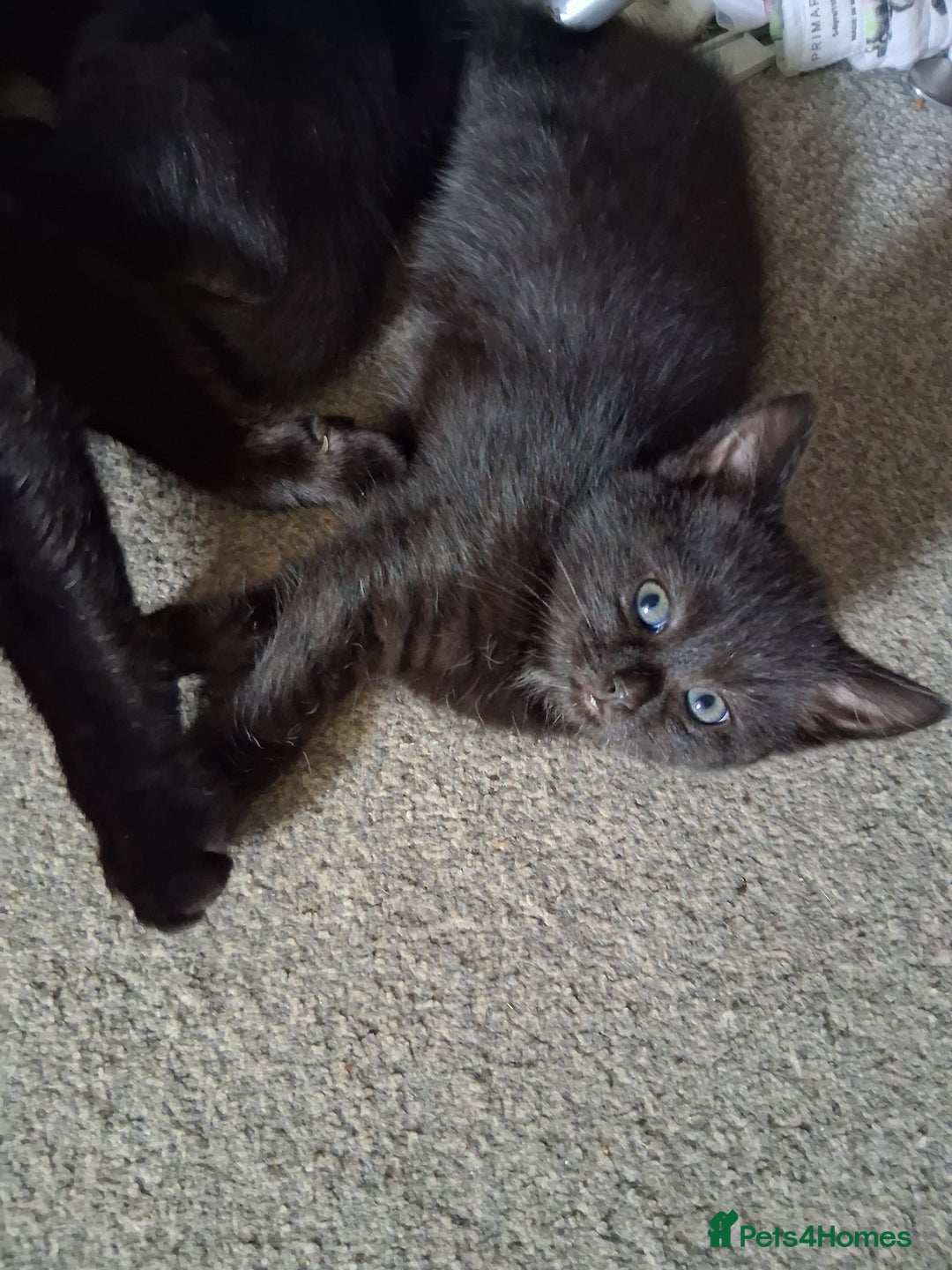 Mixed Breed cats for sale: 3 female kittens - Image 3