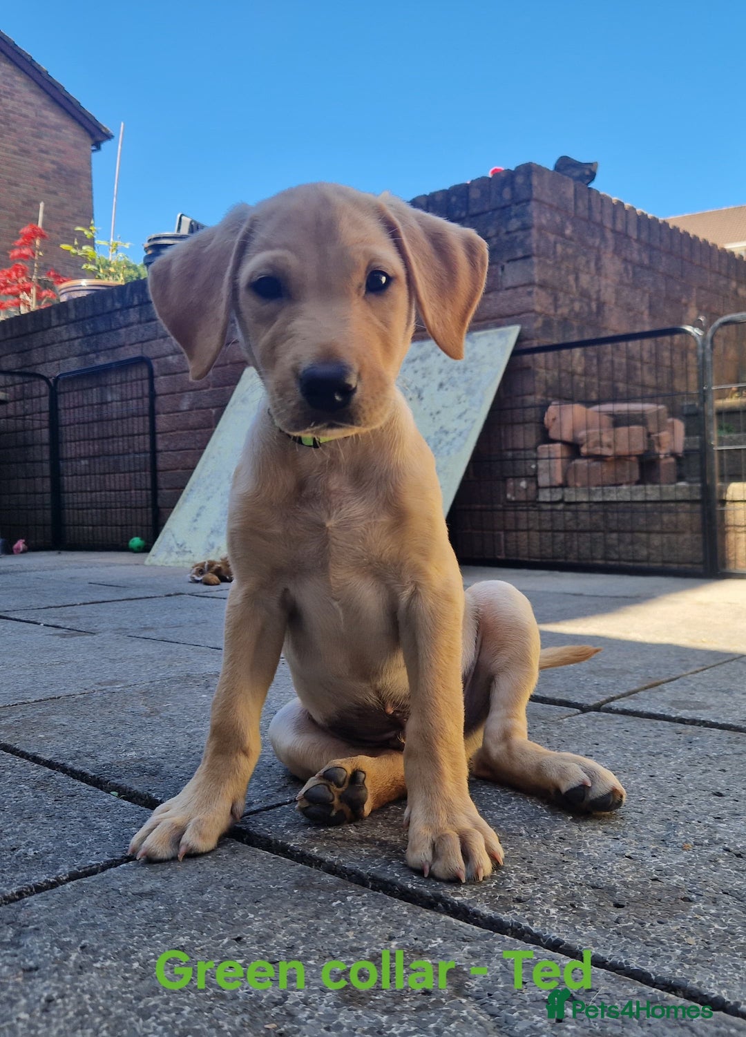 Labrador Retriever dogs for sale: Beautiful labrador puppies available now - Image 2
