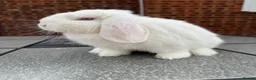 Dwarf Lop rabbits for sale: White dwarf lop girl  - Advert 3