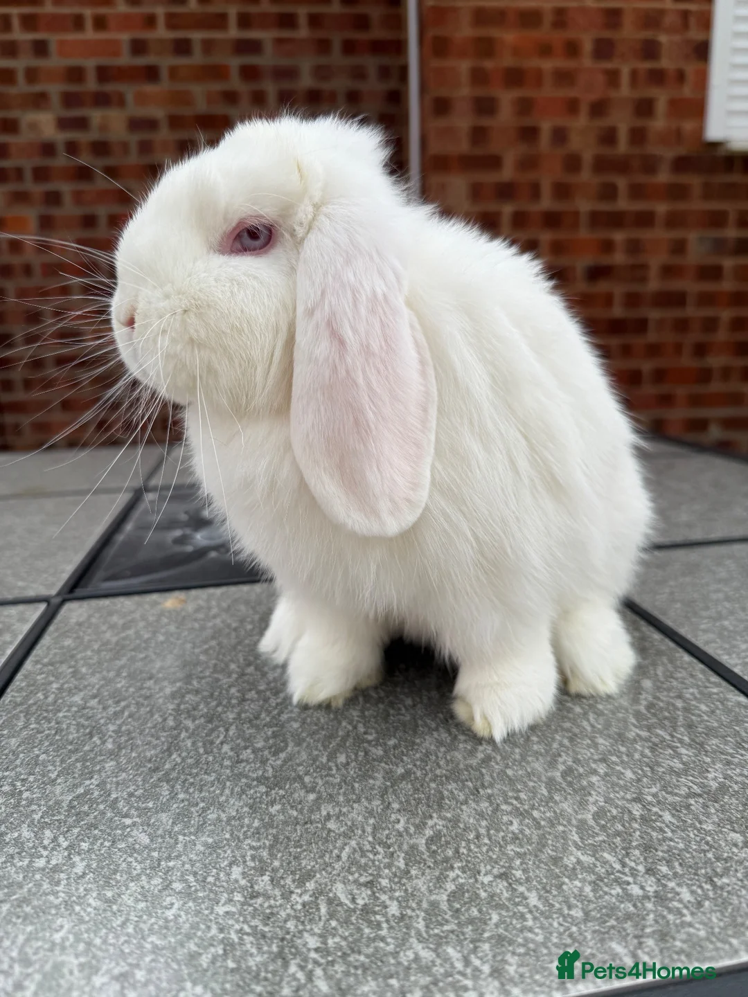 Dwarf Lop rabbits for sale: White dwarf lop girl  - Advert 3