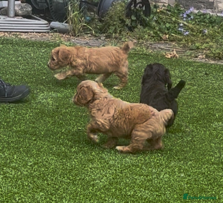 Cockapoo dogs F1 cockapoo puppies  - Advert 1