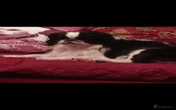 Mixed Breed dogs for sale: Cavalier King Charles  - Image 2