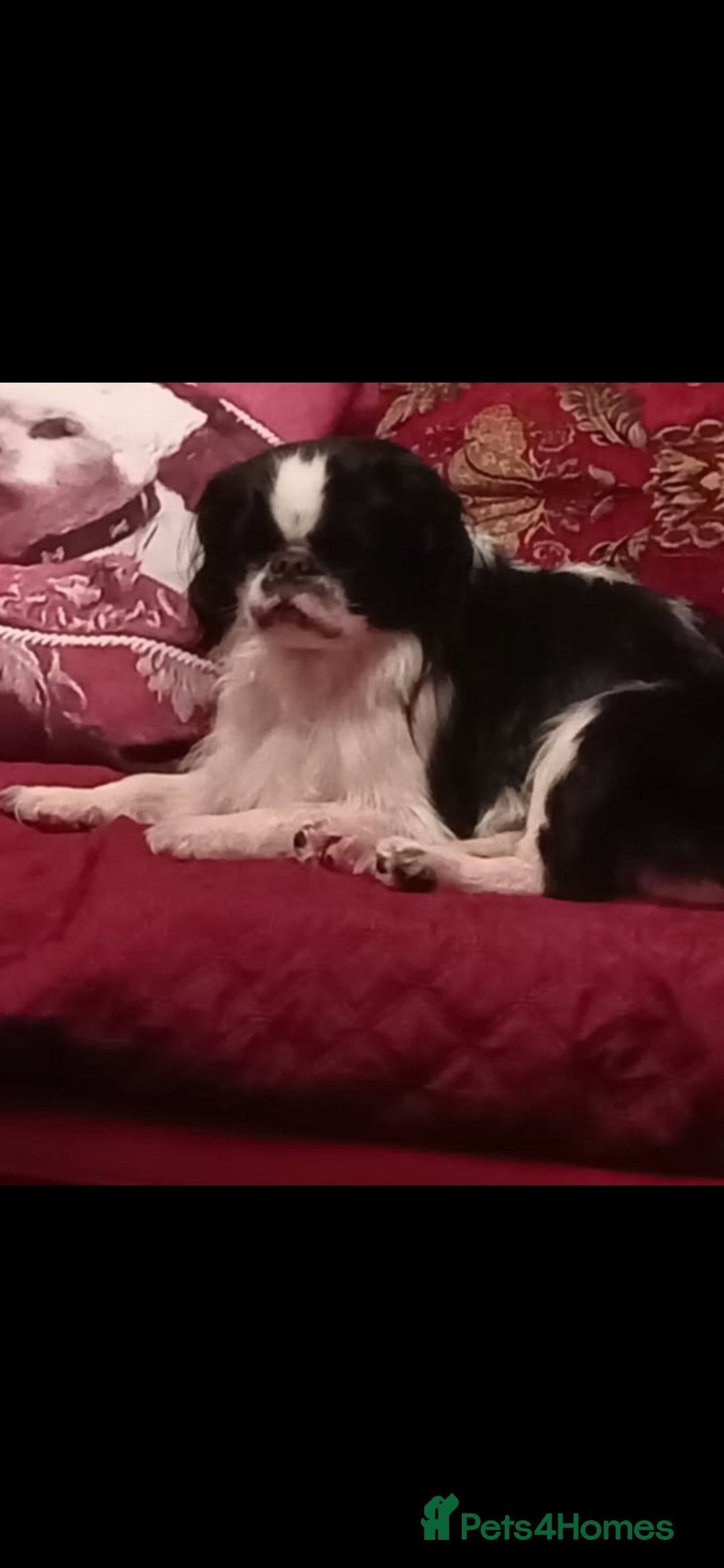 Mixed Breed dogs for sale: Cavalier King Charles  - Image 2