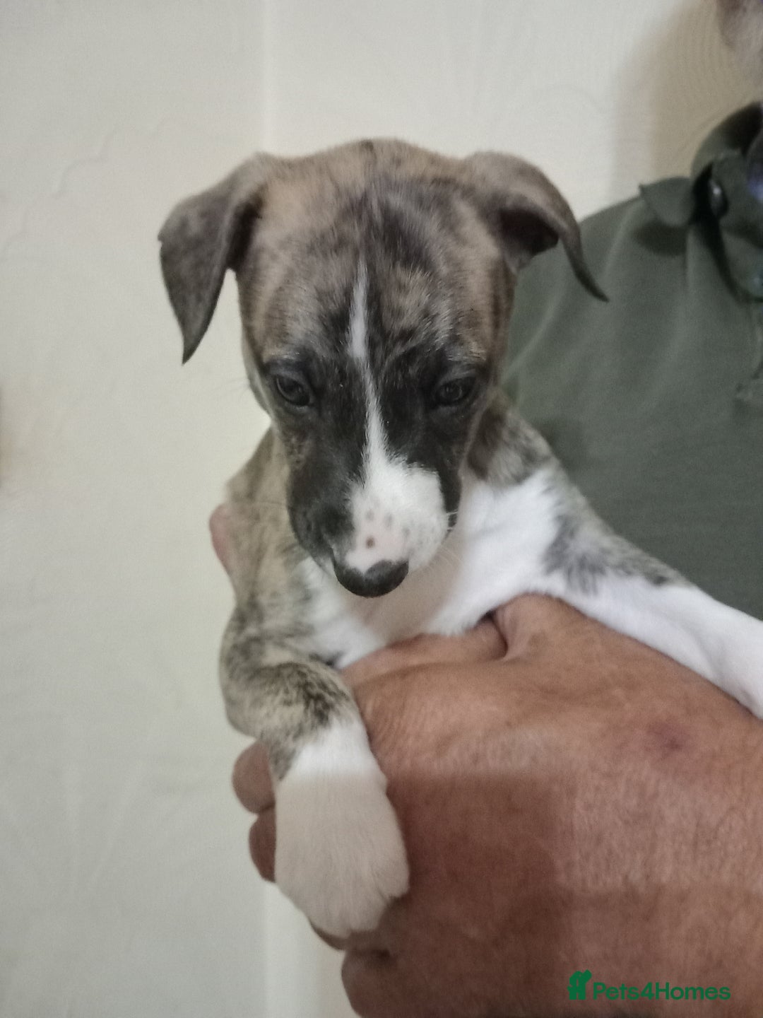 Whippet dogs for sale: Top Class Whippet Puppies bred from Champions - Image 36