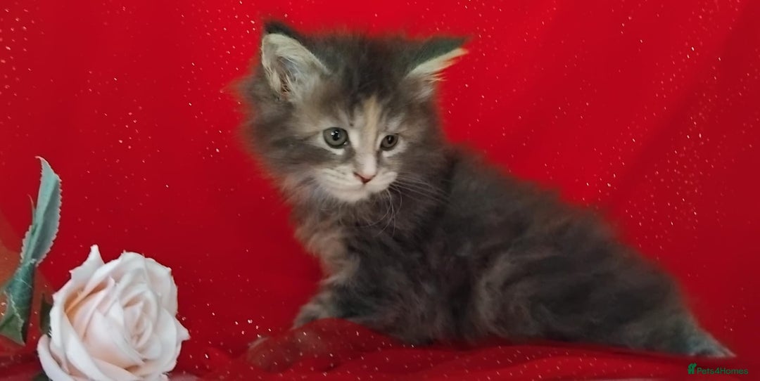 Maine Coon cats for sale: GCCF Registered Pure Maine Coon Kittens For Sale  - Image 11
