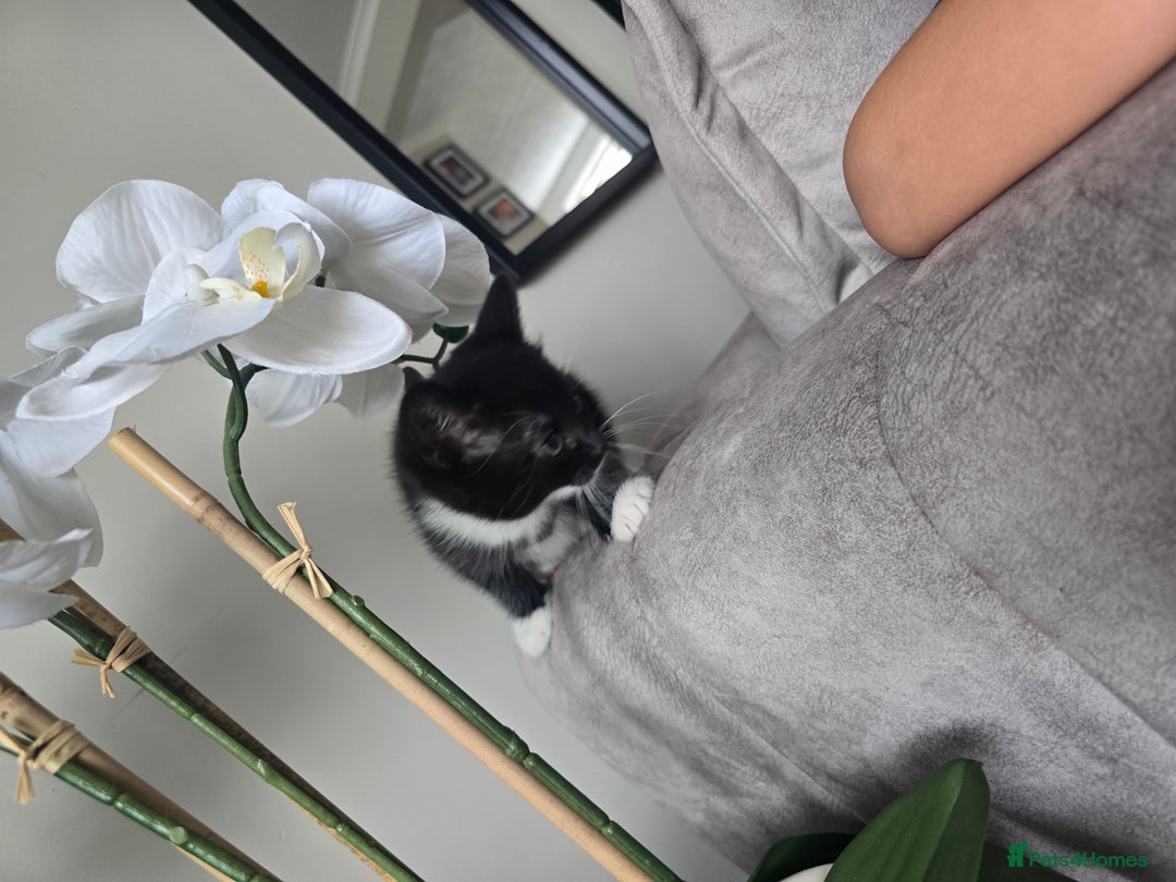 Domestic Shorthair cats for sale: Female kitten - Image 4