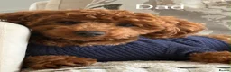 Toy Poodle dogs for sale: Gorgeous Toy Poodle puppies  - Advert 9