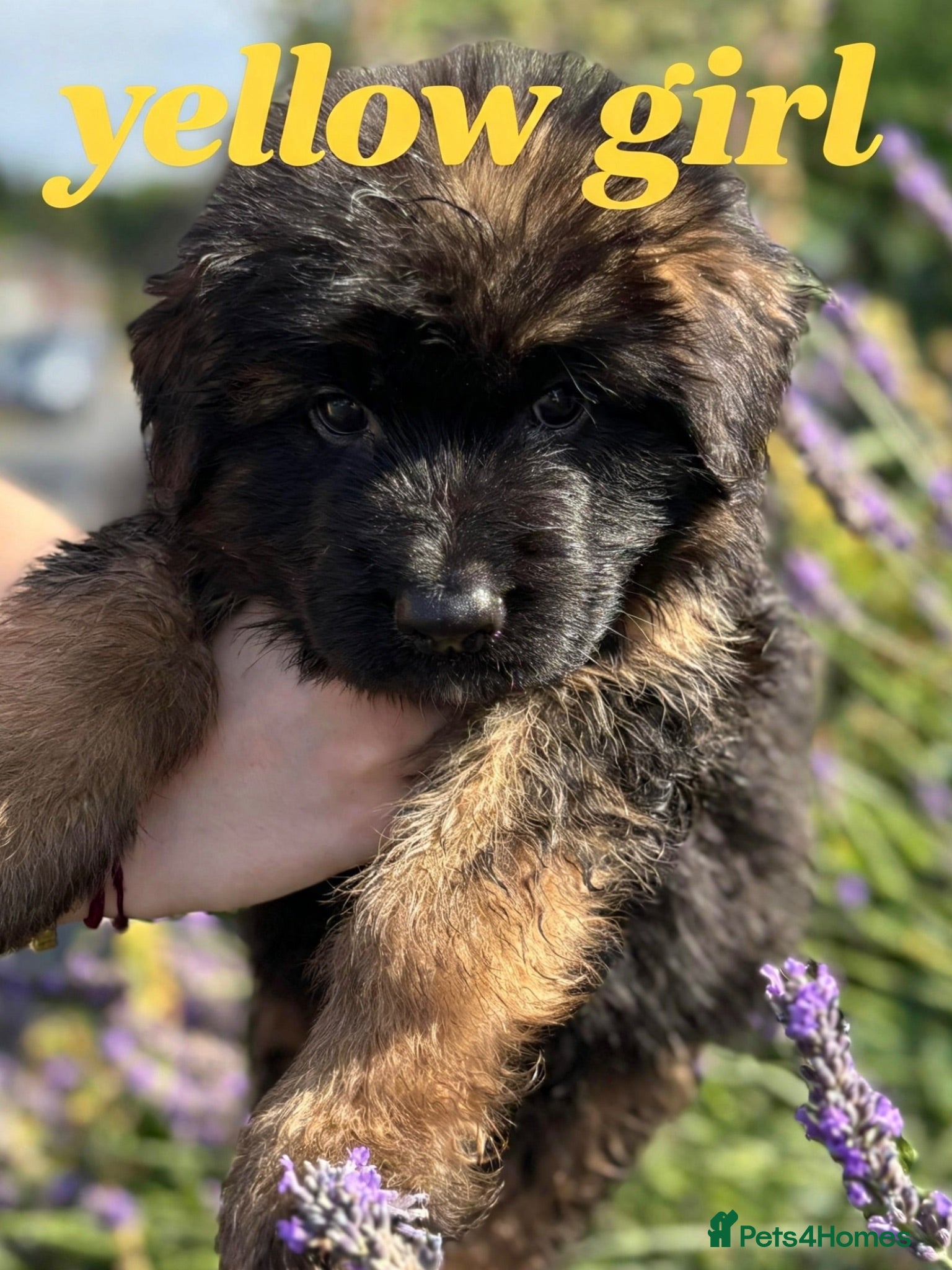 German Shepherd dogs Chunky Fluffy Long-Haired German Shepherd Puppies - Advert 6