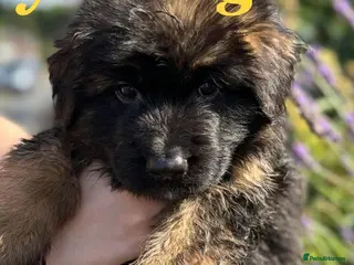 German Shepherd dogs Chunky Fluffy Long-Haired German Shepherd Puppies - Advert 6