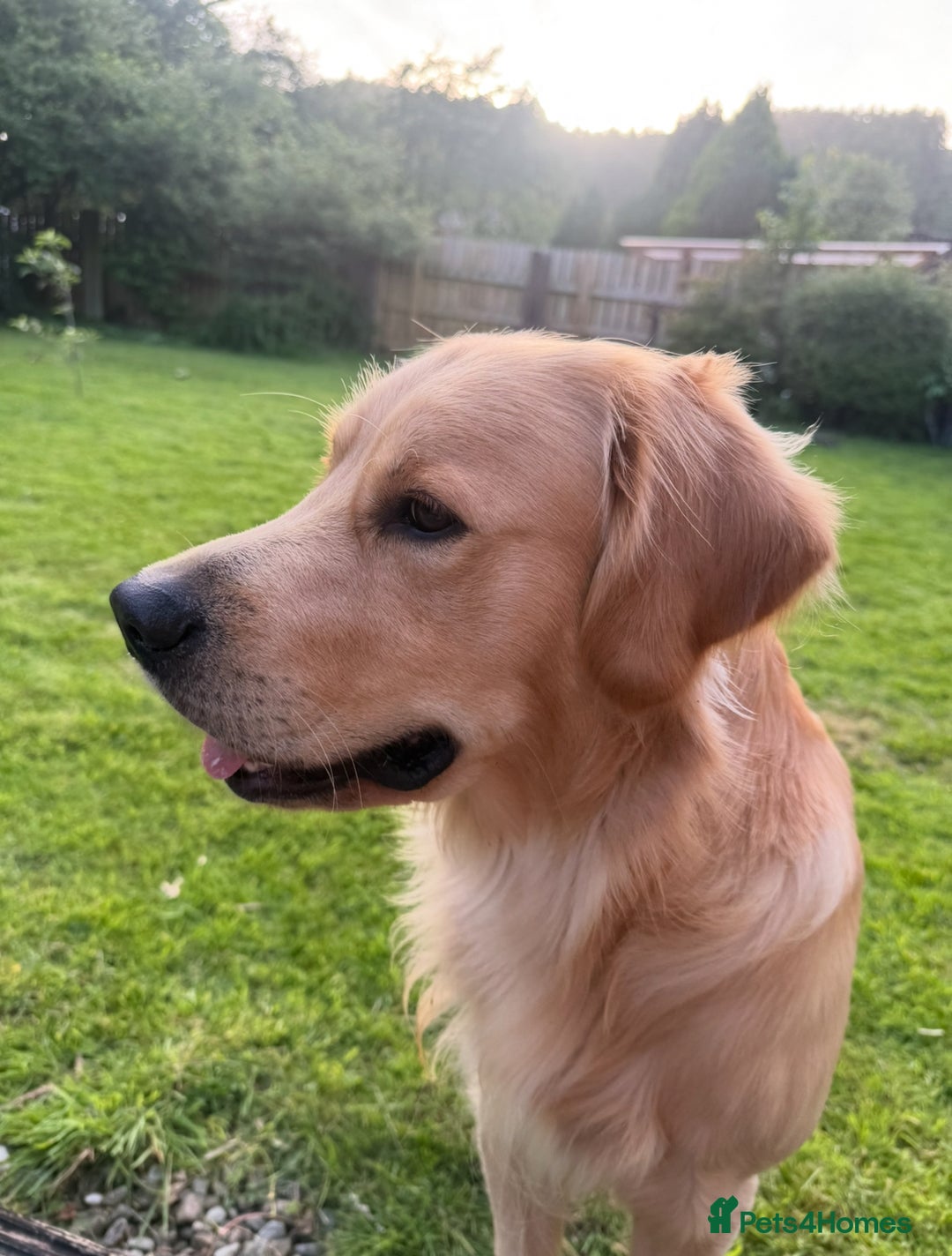 Golden Retriever dogs for stud: Dexx AKA Dexter in Oban - Image 1