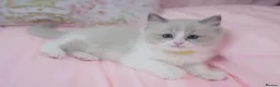 Ragdoll cats for sale: Beautiful Ragdolls  in Oldbury - Advert 38