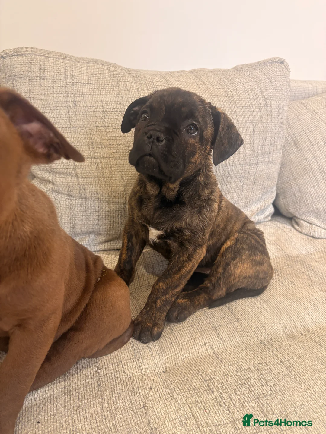 Mixed Breed dogs for sale: Fully Vaccinated Puppies Ready to go! - Advert 1