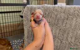 Cockapoo dogs for sale: 🐾 F1 Top Class 🐾  - Image 10