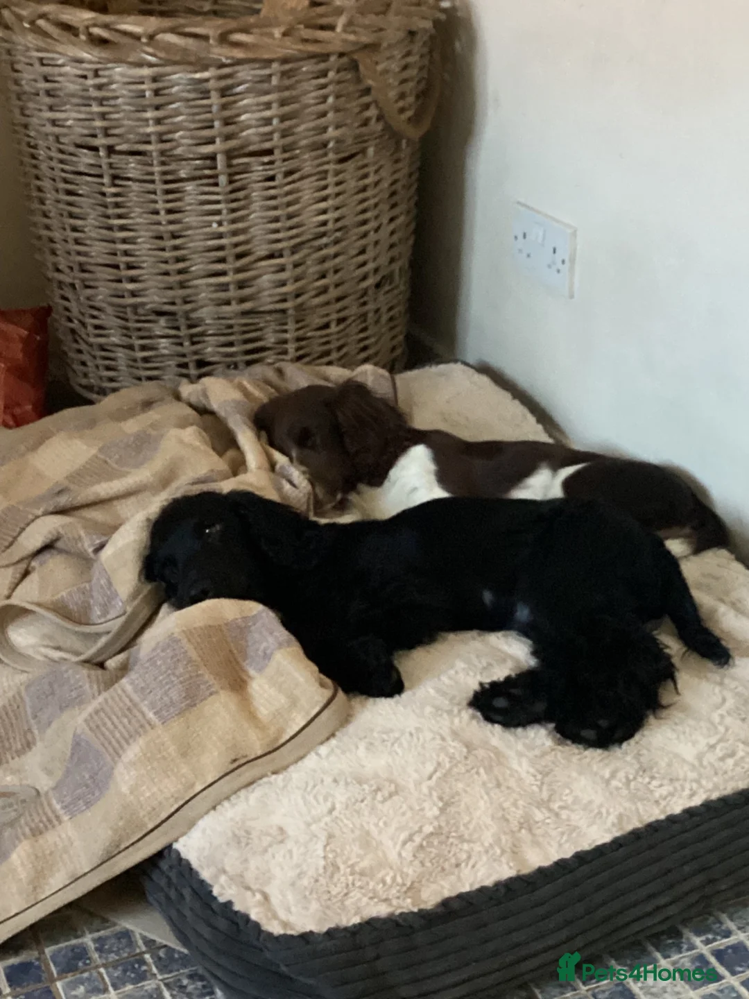 Cocker Spaniel dogs for sale: Cocker spaniel puppies - Advert 1