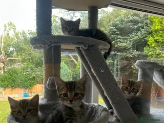 Persian cats !Ready to Leave! *3 kittens left* - Advert 2