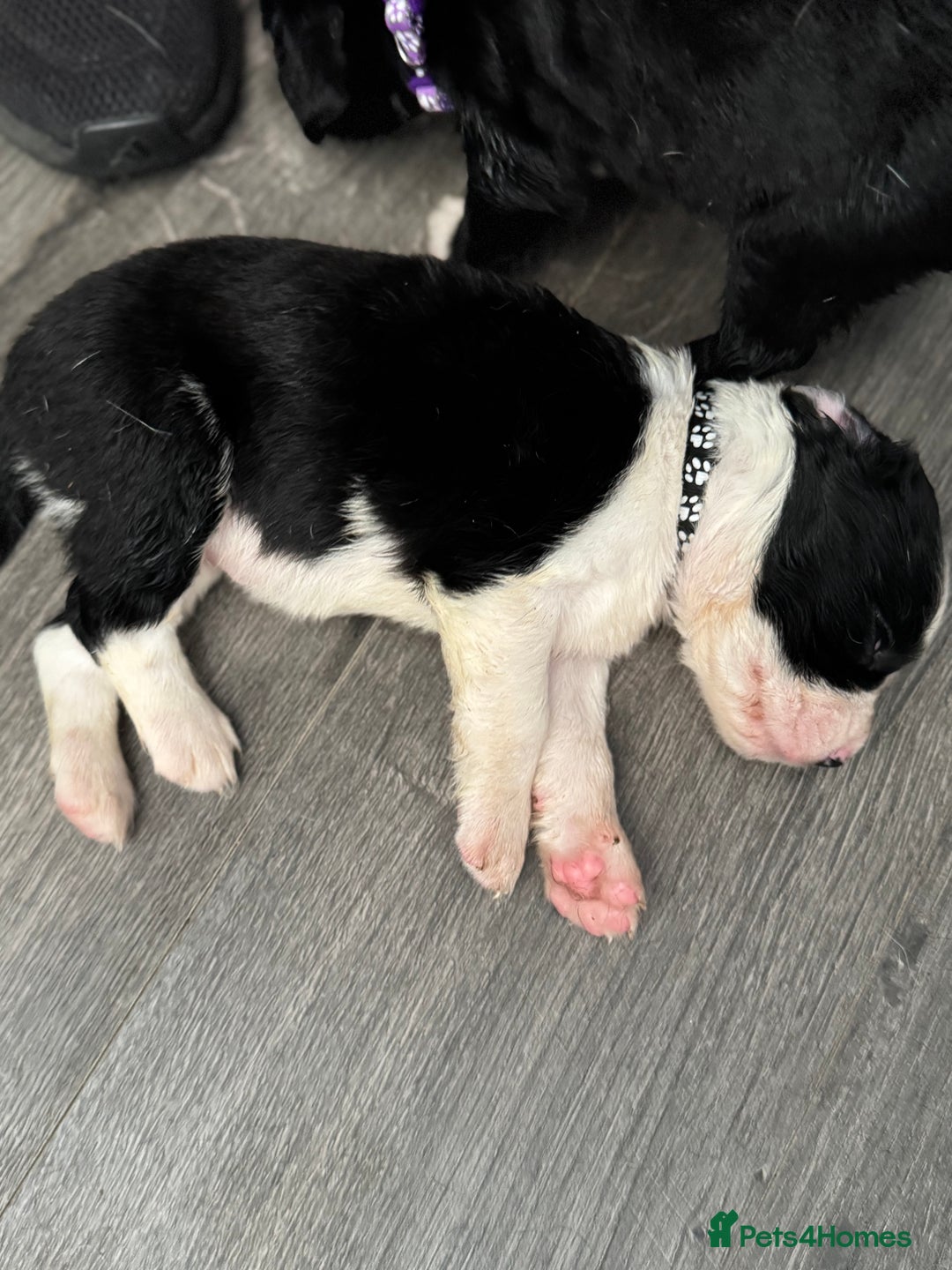Mixed Breed dogs for sale: American bulldog (not bully) x cocker spaniel  - Image 15