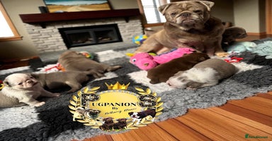 Pug dogs - Advert 2