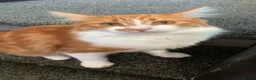 Mixed Breed cats for sale: Half Maine-coon mixed with tabby Kitten in Swindon - Advert 5