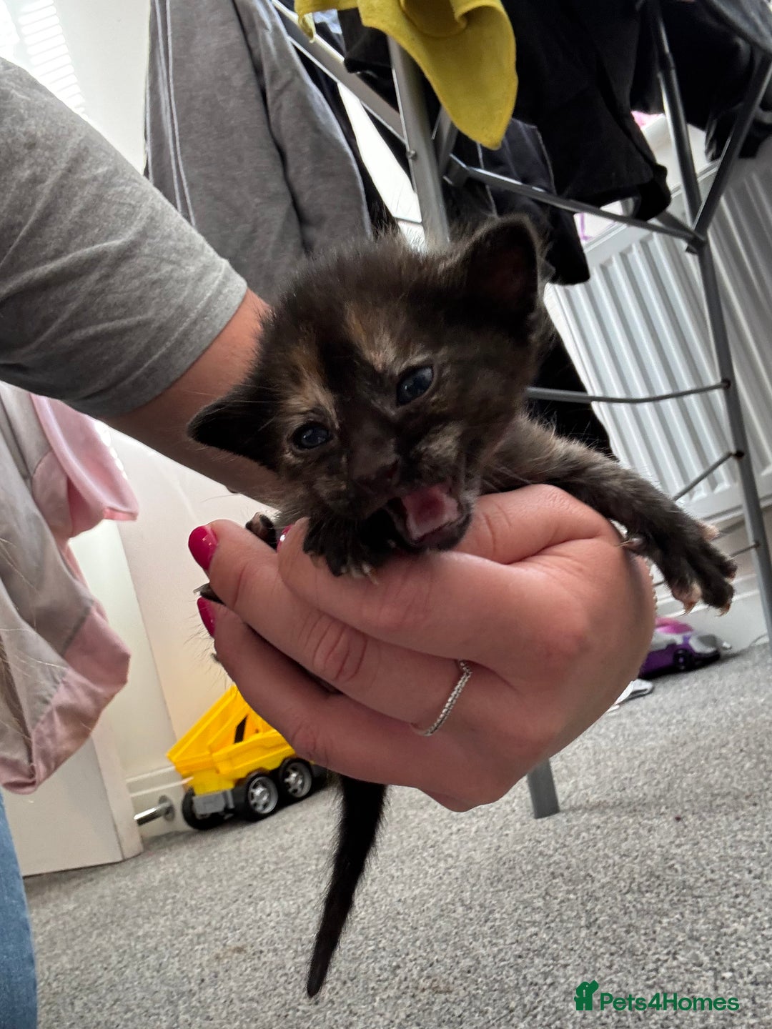 Domestic Shorthair cats for sale: Gorgeous baby kittens  - Image 1