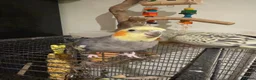 Cockatiels birds for sale: Bonded pair cockatiels  in Thirsk - Advert 4