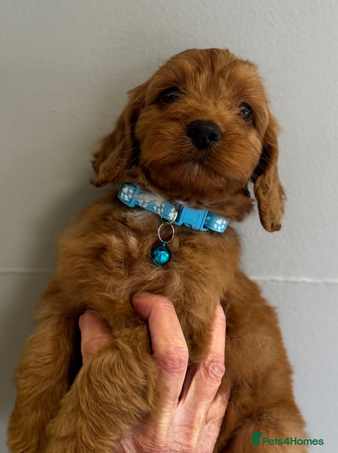 Cockapoo dogs for sale: Stunning Fox Red f1 cockapoo puppies  - Image 9