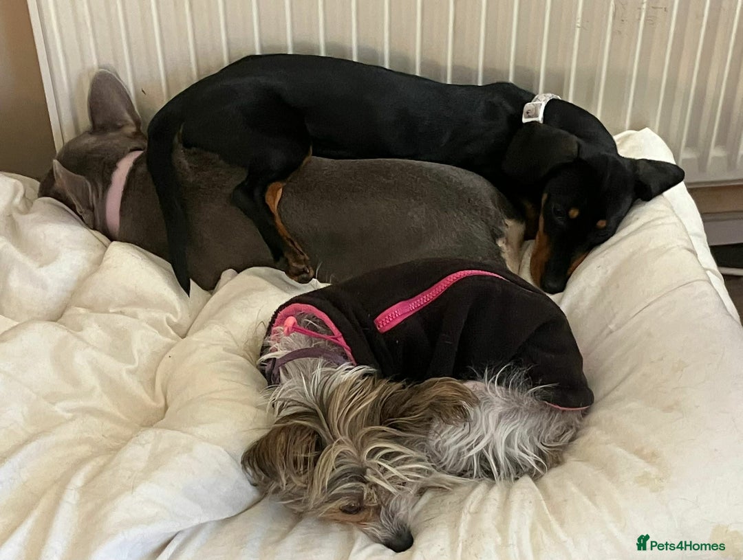 Dachshund dogs for adoption: Darling Suki seeking her forever home - Advert 5