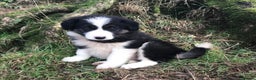 Border Collie dogs for sale: Collie puppies from working farm - Advert 7