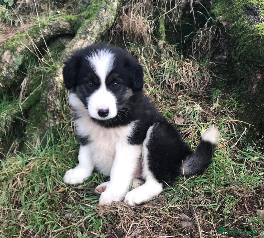 Border Collie dogs for sale: Collie puppies from working farm - Advert 7
