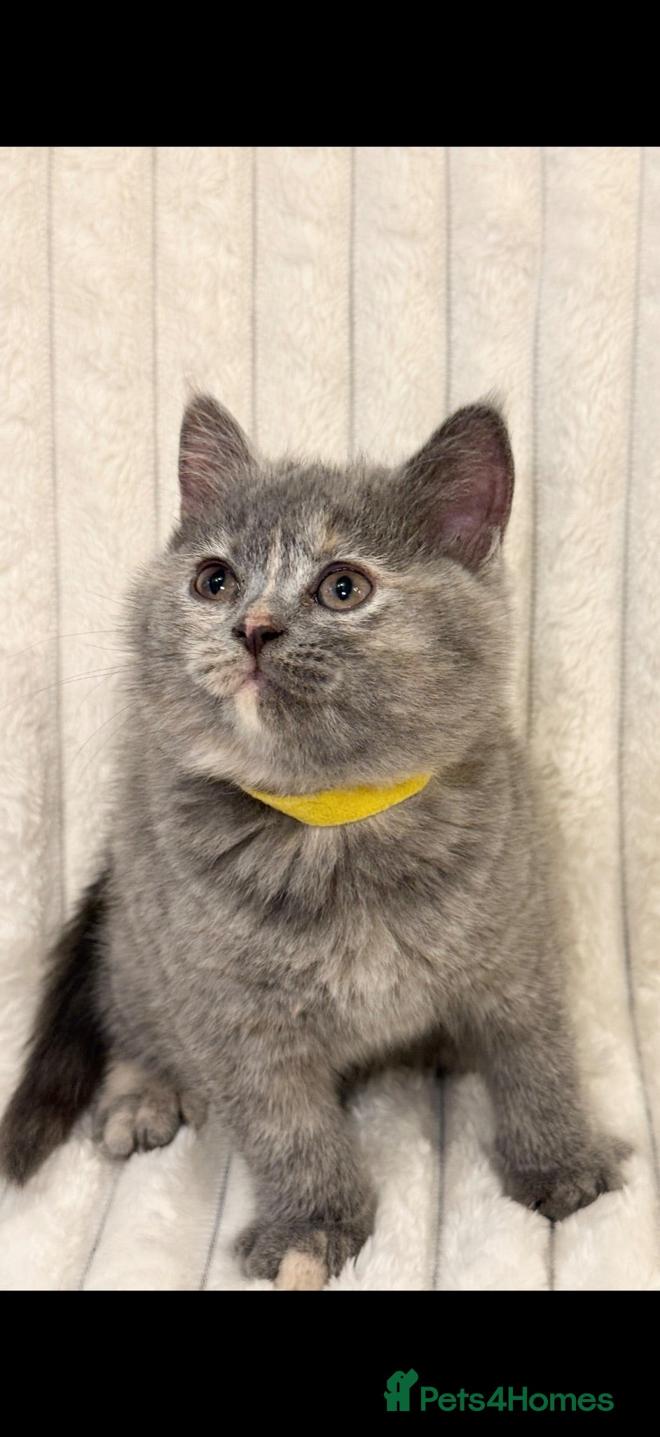 British Shorthair cats Playful and curious BSH kittens 😻 - Advert 1