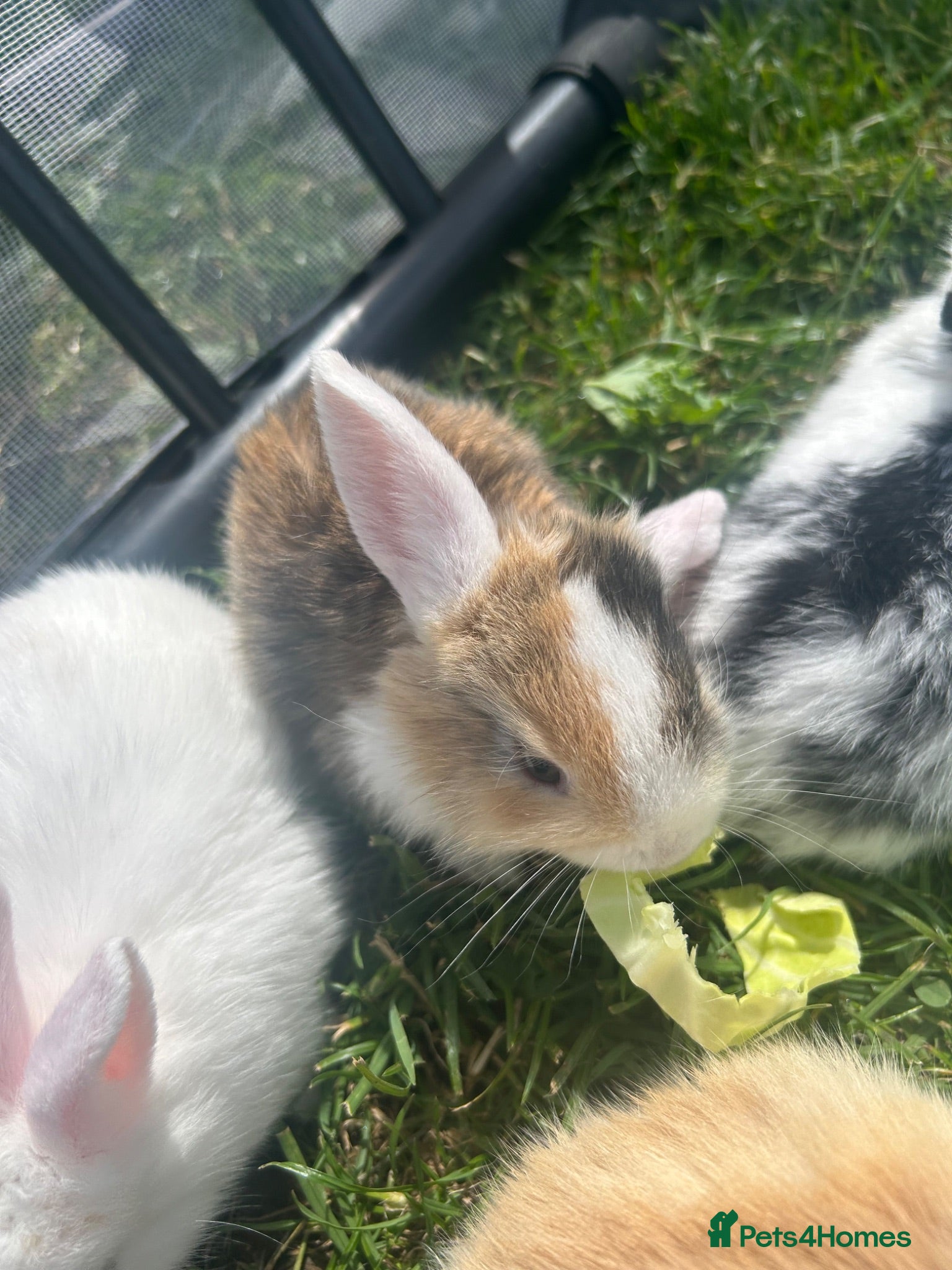 Mini Lop rabbits Beautiful French-mini lops - Advert 2