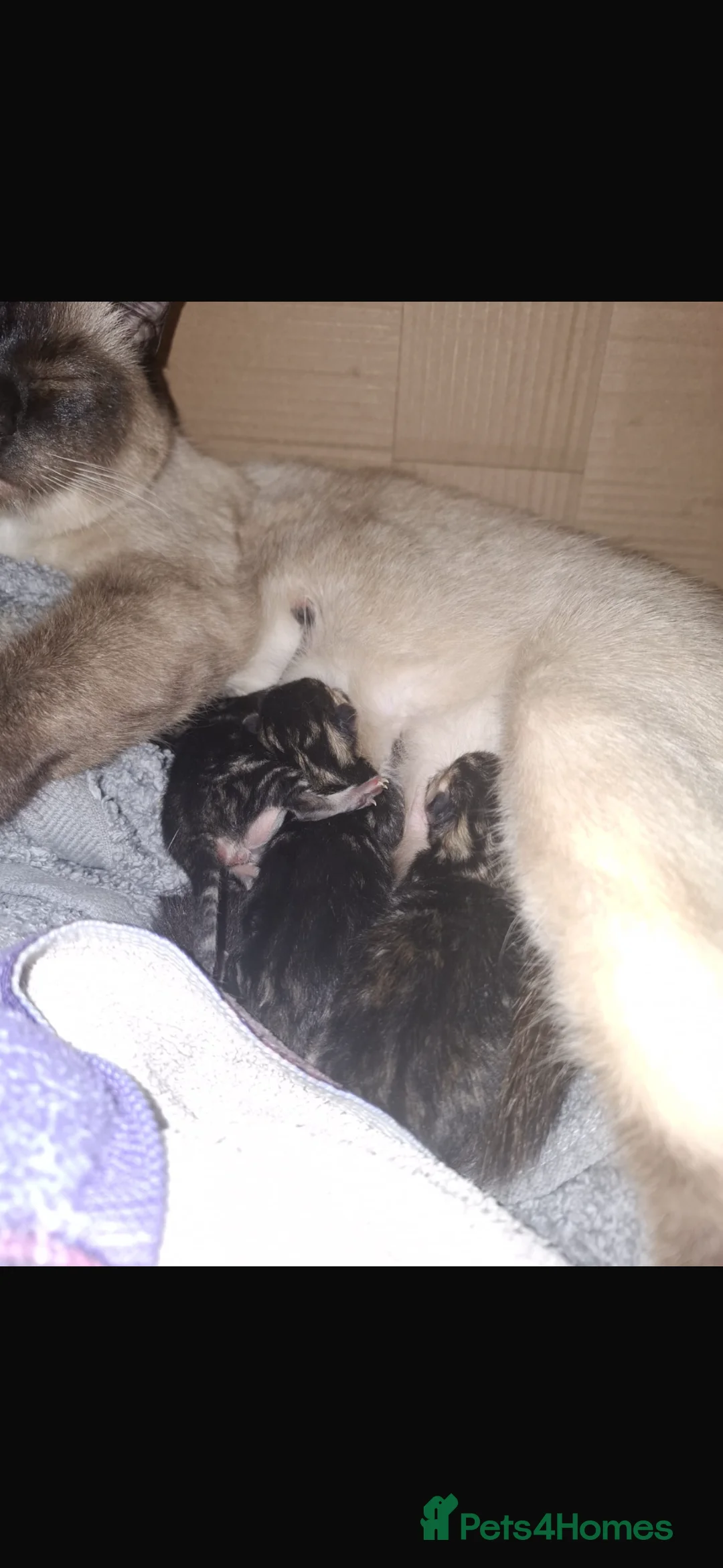 Mixed Breed cats for sale: Half ragdoll tabby kittens  in Loughborough - Advert 2