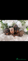 Dachshund dogs - Advert 4
