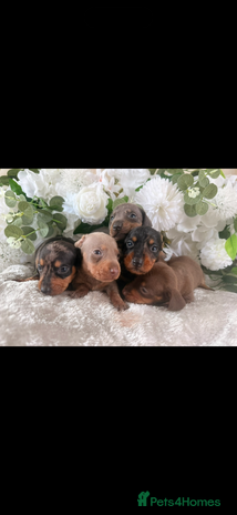 Dachshund dogs - Advert 4
