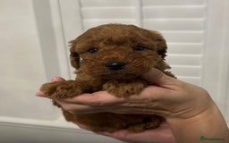 Cockapoo dogs for sale: F1 Cockapoo red and  Black  - Image 3