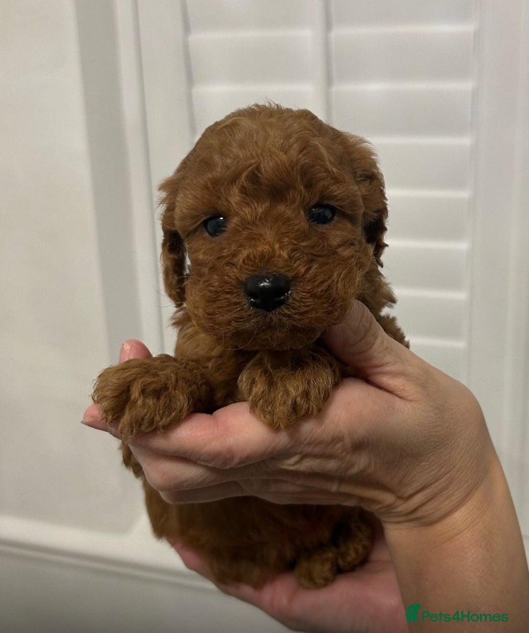 Cockapoo dogs for sale: F1 Cockapoo red and  Black  - Image 3