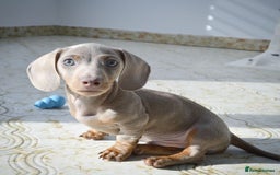 Miniature Dachshund dogs for sale: Miniature Dachshund Puppy - Image 2