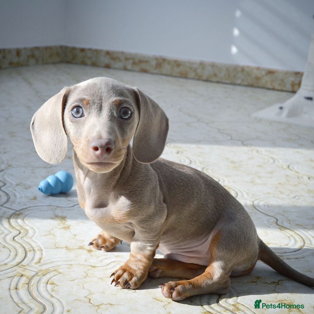 Miniature Dachshund dogs for sale: Miniature Dachshund Puppy - Image 2
