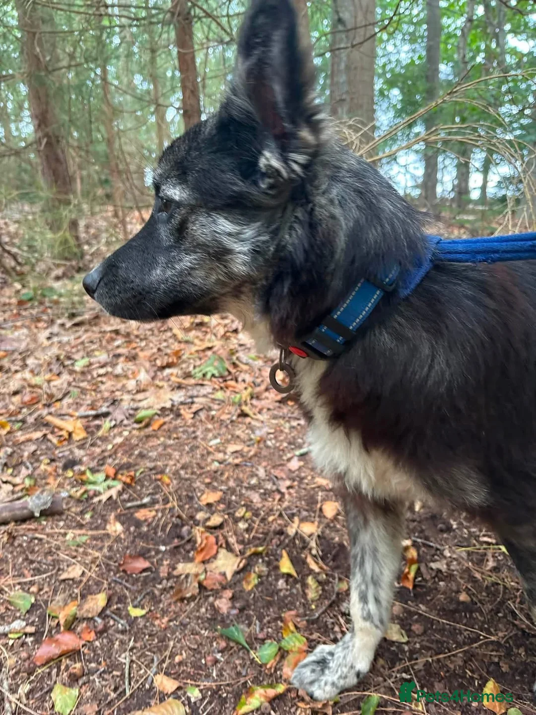 Mixed Breed dogs for adoption: Greyson - Norwich Norfolk  - Advert 2
