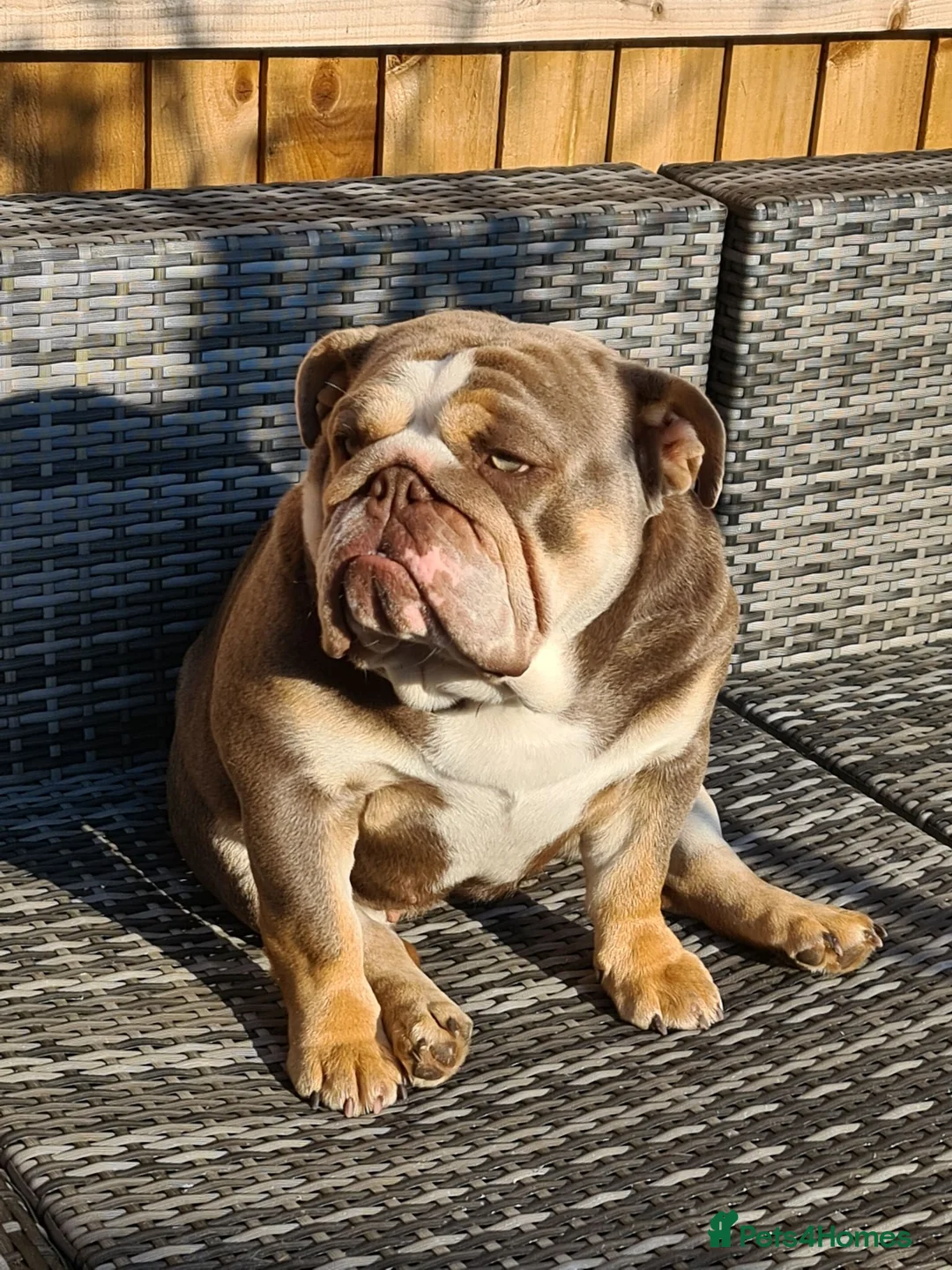 English Bulldog dogs for sale: ENGLISH BULLDOG FEMALE LILAC TRI KC REGISTERED  - Advert 2
